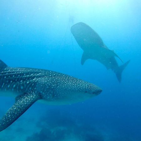 Southseas Beach Resort And Dive Center Santander Exteriör bild