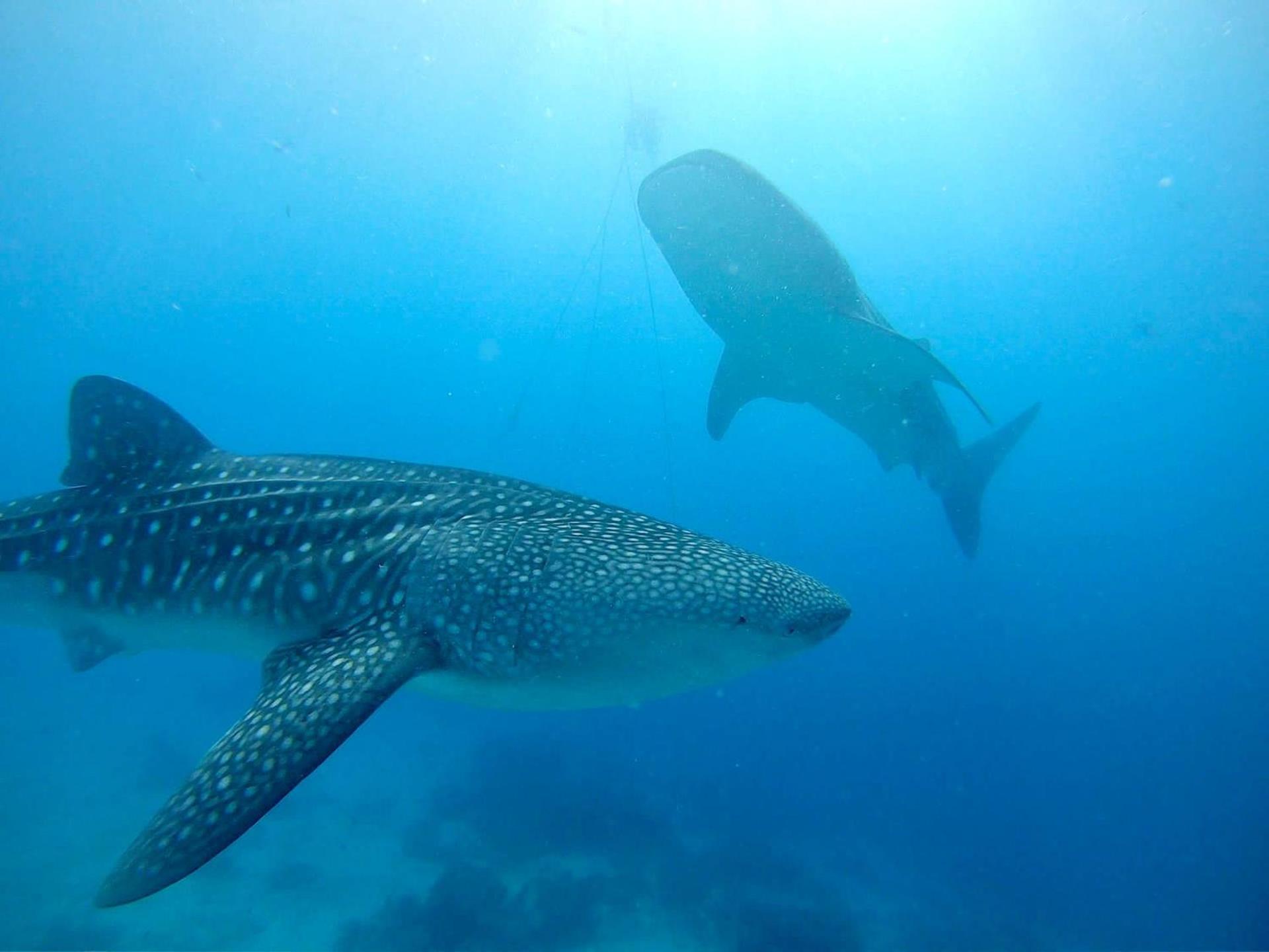 Southseas Beach Resort And Dive Center Santander Exteriör bild